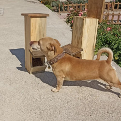 Kedi, Köpek MAMA standı