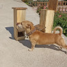 Kedi, Köpek MAMA standı